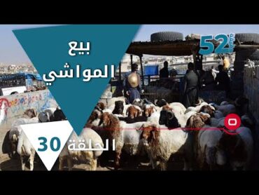 بيع المواشي في العراق  52 دقيقة م٥  حلقة ٣٠