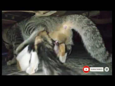 village cat&39;s Blog 2021, village cat funny video record , life reproduction cycle