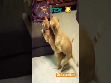 Dog sex with cat 🐈 🐱