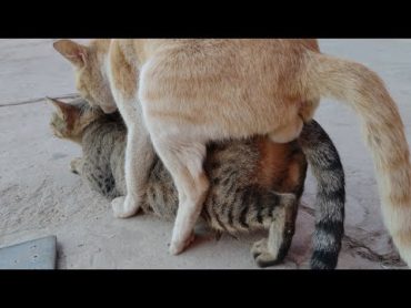 CATS MATING CLOSELY RECORD UNSUCCESSFULLY