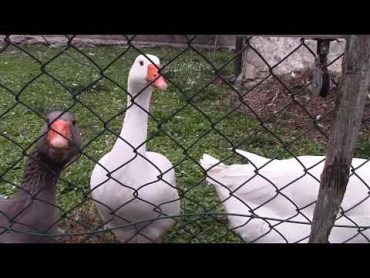 أصوات الطيور  " صوت الوزة "   Sound of goose