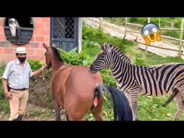 Amazing new video about the life of horses and zebras 2024