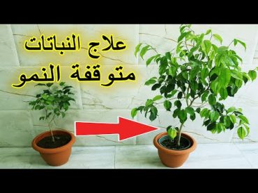 طريقة علاج النباتات و الاشجار متوقفة النمو