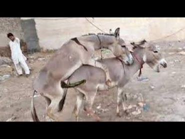 Donkey mating first time for female