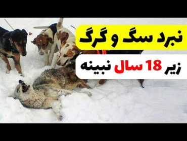 جنگ سگ و گرگ  زیر 18 سال نبینه ⛔