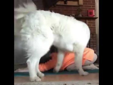 Animalsdt white dog sitting on owner trying to do yoga     بنت تنام مع الكلب