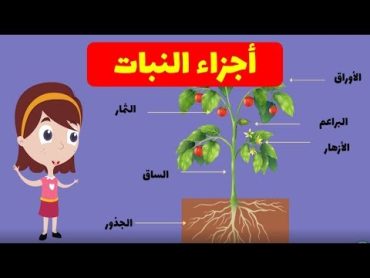 ماهي أجزاء النبات   مادة العلوم  أنا النبات  parts of plants