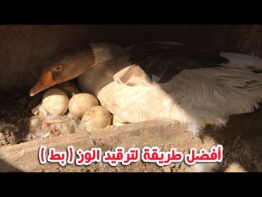 افضل طريقة لترقيد البط 🦆 ( وز )