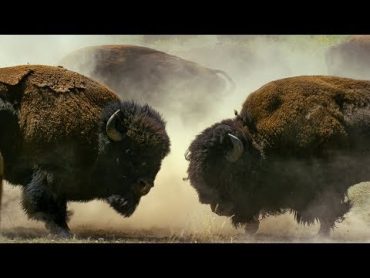 Bison Fight for Mating Rights  BBC Earth