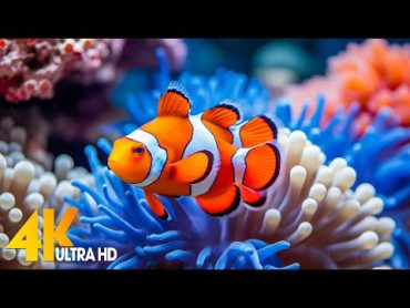 Aquarium 4K VIDEO (ULTRA HD) 🐠 Beautiful Coral Reef Fish  Relaxing Sleep Meditation Music 10