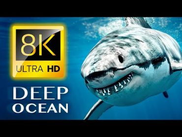 THE DEEP OCEAN  8K TV ULTRA HD / Full Documentary