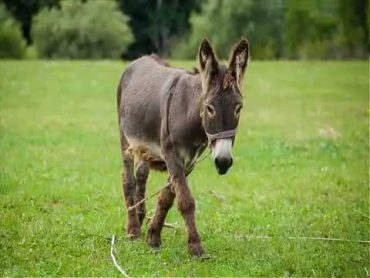 اصوات الحيوانات " صوت الحمار "   Donkey sound