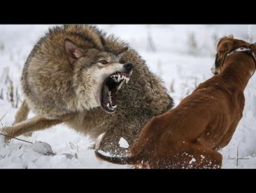 سگ نگون بخت به بدترین شکل ممکن توسط گرگ غافلگیر می شود  Wolf vs Dog