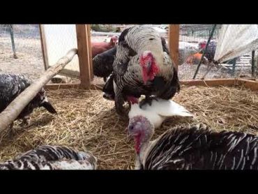 Turkeys mating