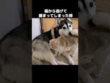 猫から逃げて捕まってしまった時。笑shots