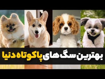 10 تا از بهترین سگ های پاکوتاه و عروسکی  سگ های مناسب آپارتمان