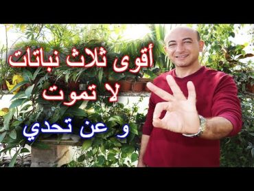 أقوى ثلاث نباتات لا تعرف الموت نهائياً و عن تحدي