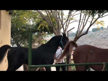 تزاوج الخيول     horse mating