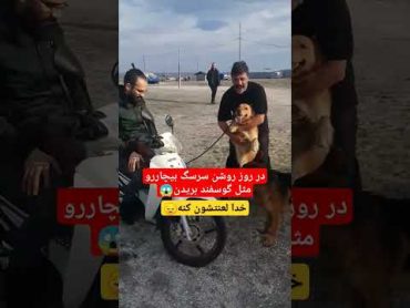 در روز روشن سرسگ بیچار رومثل گوسفندبریدن 😔😱😱فیلم کاملشو درکانالم گذاشته ام میتونین ببینین