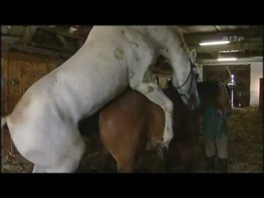 Horse Mating