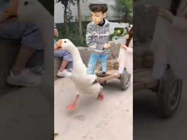 يلي حابب يطلع علبطة يتركلنا بالتعليقات🦆🪿🦆shorts