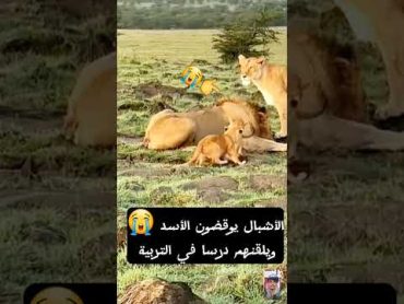 الاسود يتربصون بالخنزير في جحرة shorts