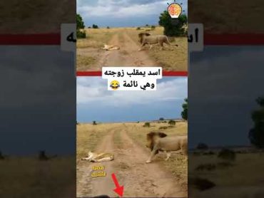 اسد يمقلب زوجته اللبؤه وهي نائمة shorts