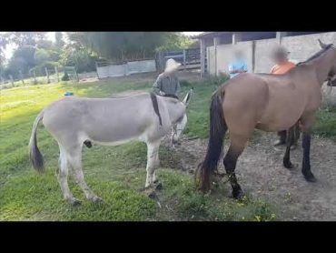 Super Murrah Donkey  Meeting First Time  Animals Mating  Horse Mating