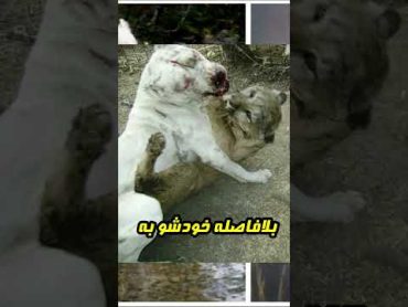 سگ افسانه به اسم مورتو! دمش گرم چه حرکت شجاعانه ای زده! shorts