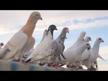 زيارة اليوم جاري ابو فواز اجمل الحمام النغول كلها فراخ بيت