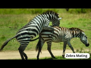 Excellent zebra mating first time  Zebra mating