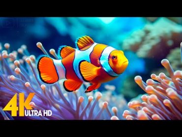 Aquarium 4K VIDEO (ULTRA HD) 🐠 Beautiful Coral Reef Fish  Relaxing Sleep Meditation Music 9