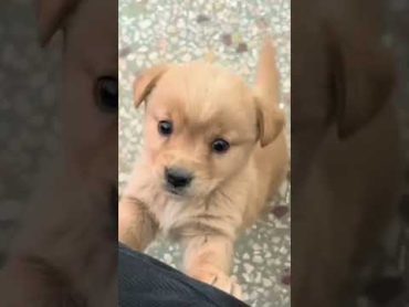 Baby dogcute puppy barking4kviralshorts