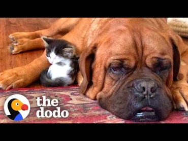 135Pound Dog Becomes Obsessed With A Tiny Kitten   The Dodo