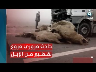 بسبب الضباب.. حادث مروري مروع بين شاحنة نقل وقطيع من الجمال على طريق الناصرية  السماوة