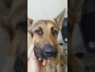 لطفاً برای حمایت از لئو کوچولو سابسکراب کنید ممنونم ❤️❤️ dog germanshaferd german سگ funydog