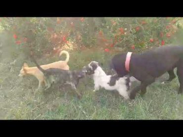 Dog mating🐕🐕‍🦺matingseasondeer matingcalldog matingpetmatingmatingdogmatingmatingdoganimal