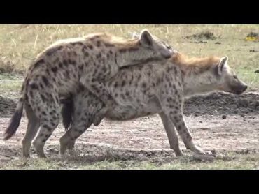 Hyena Mating Game   Masai Mara   Wild Extracts