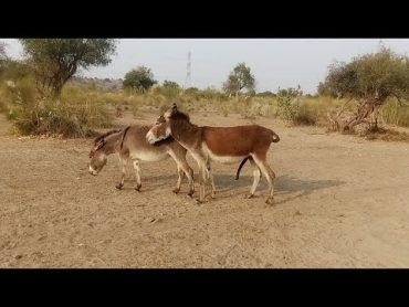 Big male donkey is very quick with Fimale donkeys must watch  animals  @MP2animals