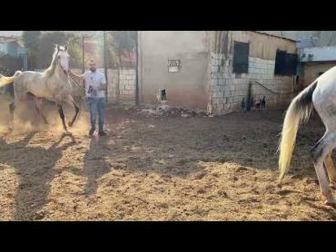 تزاوج الخيل horse mating arabian horse horse mating  الحصان العربي تزاوج الخيل