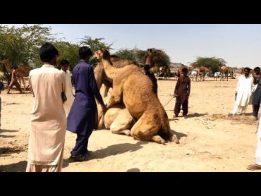 Camel Mating  Animal Breeding  Male and female camel enjoying xx at camels market