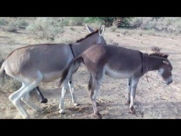 YOUNG male donkey are have fun 😊