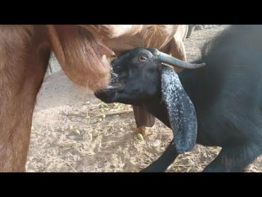 cute baby goat drink mother milk القاسيةCutebabygoatbadmothershorts