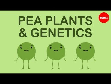 How Mendel&39;s pea plants helped us understand genetics  Hortensia Jiménez Díaz