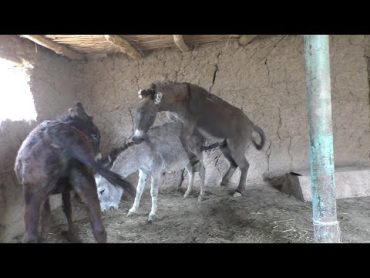 Donkey Meeting Murrah Groom each other New York city