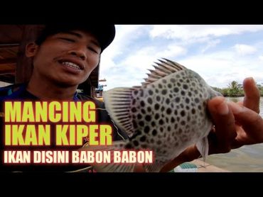 Keganasan Mancing ikan merang2 // Joz gandoz