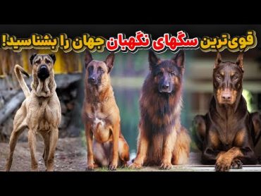 10 تا از بهترین نژاد سگهای نگهبان/برترین سگ نگهبان برای محافظت از خانه و خانواده/سگهای نگهبان و گارد