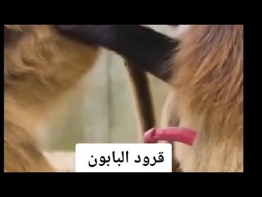 تزاوج الحيــــــــــــوانات