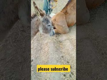 Donkey male camel female meeting video