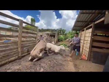 Donkey at Farm House  Farm Animals  Animal mating